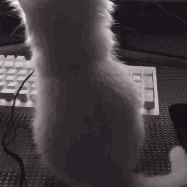 a white cat is standing in front of a pink keyboard