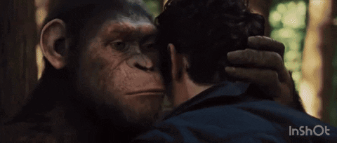 This Is Sparta Planet Of The Apes GIF - This Is Sparta Planet Of The Apes Ape GIFs