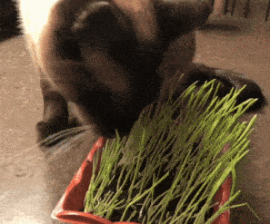 a cat eating grass in a red container