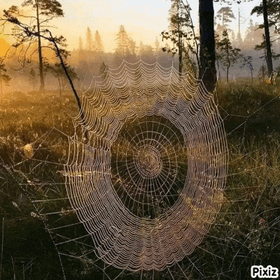 a spider web in a field with pixiz written on the bottom right