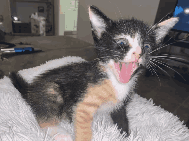 a calico kitten yawning with its mouth wide open