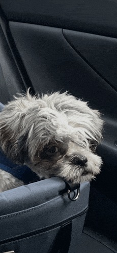 a small dog is sitting in a blue bag in the back seat of a car