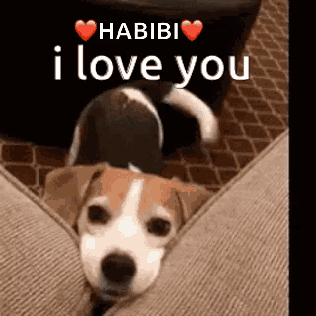 a brown and white dog laying on a couch with the words " habibi i love you "