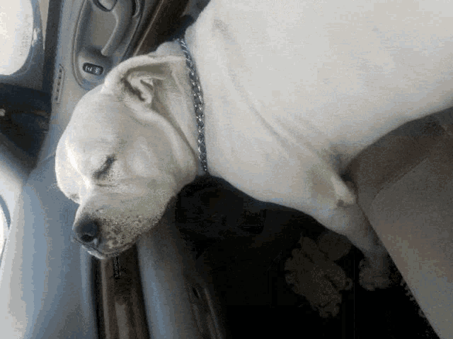 a white dog sleeping in the back seat of a car with its eyes closed