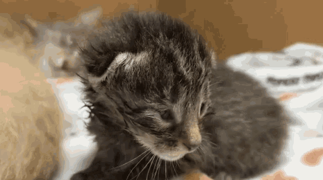two kittens are laying on a blanket and one of them is looking up