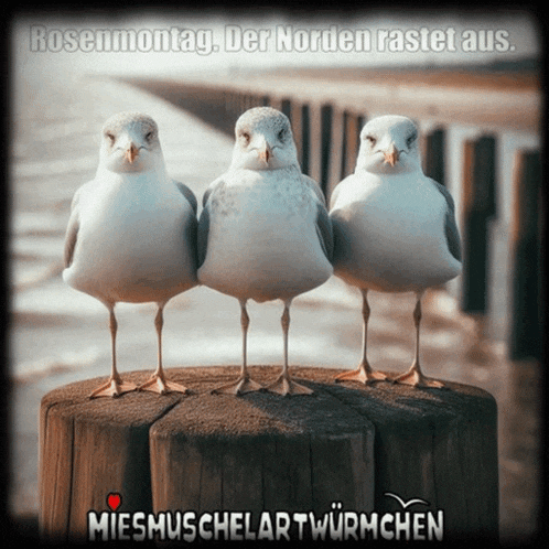 three seagulls standing next to each other on a wooden post with the words rosenmontag der norden rastet aus below them