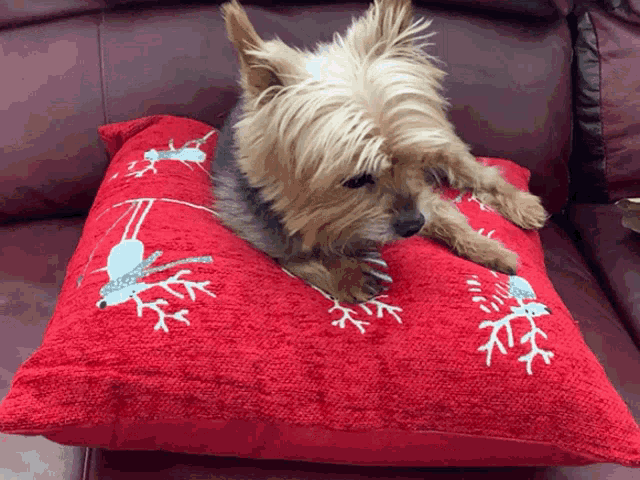 a small dog laying on a red pillow with snowflakes