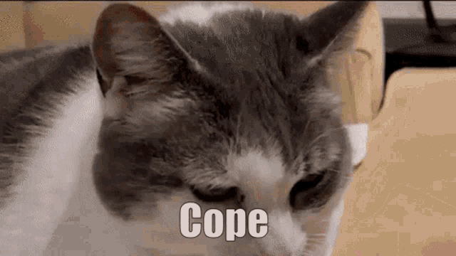 Cope Cat Coping Kingprince Funny GIF - Cope Cat Coping Kingprince Funny GIFs
