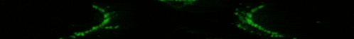 it looks like a green flame on a black background that is moving .