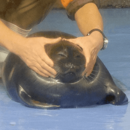 Seal Squish GIF - Seal Squish Baikal GIFs