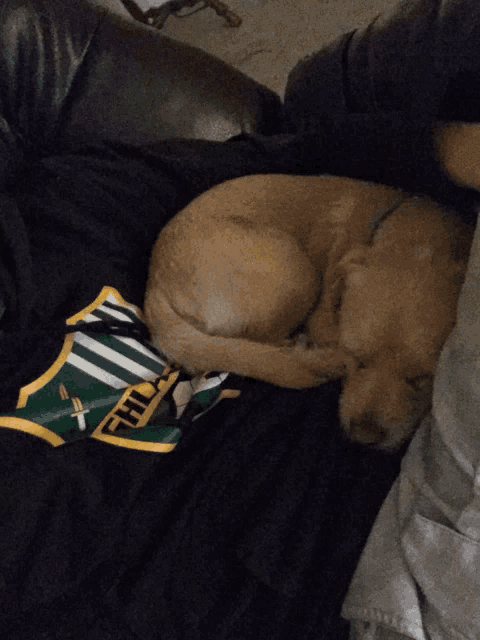 a dog is sleeping on a blanket with a shirt that says fhl