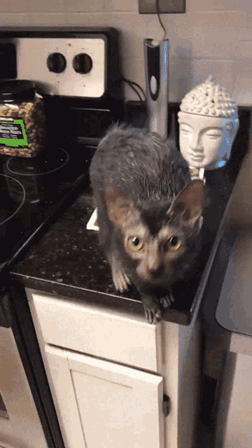 Cat Rat GIF - Cat Rat Cute GIFs