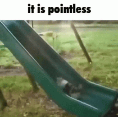 Cat It Is Pointless GIF - Cat It Is Pointless Dumb Cat GIFs