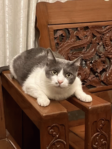 Cat Looking GIF - Cat Looking GIFs