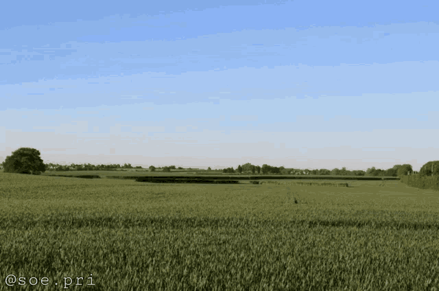a photo of a field taken by @ soe.pri
