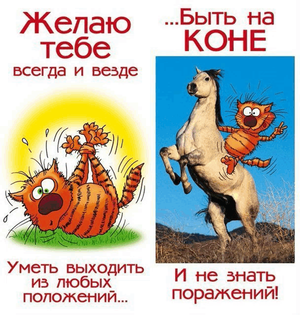 a picture of a cat and a picture of a horse with a caption in russian