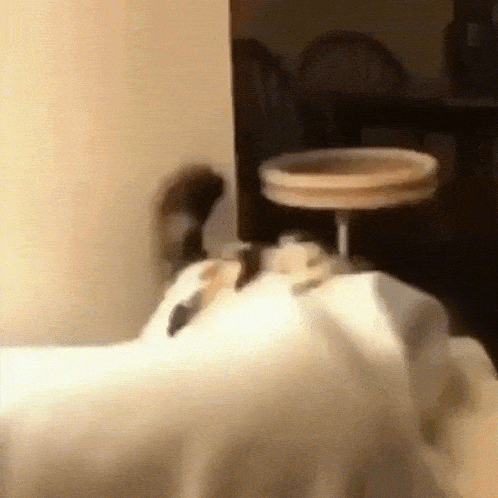 a cat is laying on a white blanket on a table .
