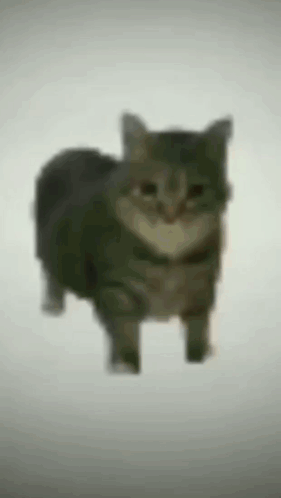 Spinning Cat GIF - Spinning Cat GIFs