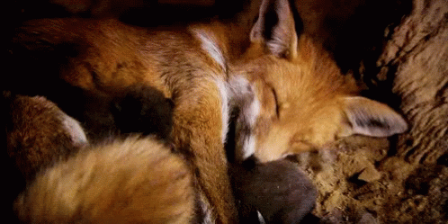 Fox Sleeping GIF - Fox Sleeping Sleeping Soundly GIFs