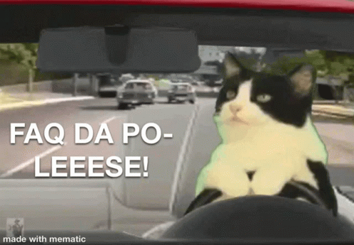 Crazy Cat GIF - Crazy Cat Driving GIFs