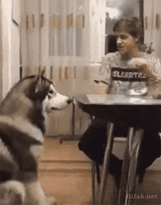 Dogs High Five GIF - Dogs High Five Animals GIFs