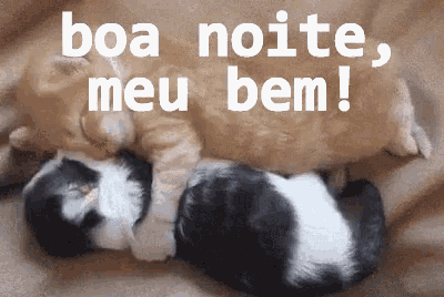 two kittens laying next to each other with the words boa noite meu bem