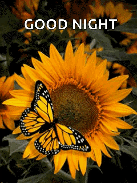 a picture of a sunflower with a butterfly on it and the words good night below it