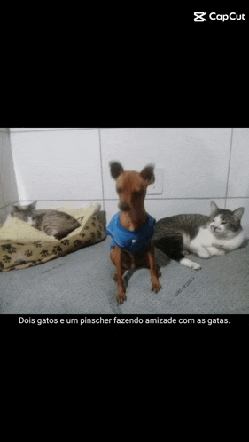 a picture of a dog and two cats with the caption dois gatos e um pinscher fazendo amizade com as gatas