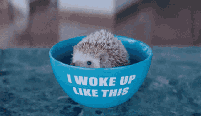 a hedgehog sits in a blue bowl that says i woke up like this