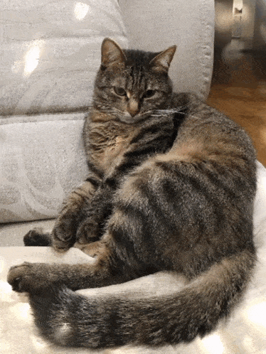a cat is laying on a couch with its legs crossed
