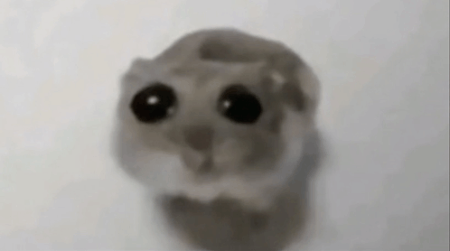 Sad Hamster Meme GIF - Sad hamster Sad Hamster - Discover & Share GIFs