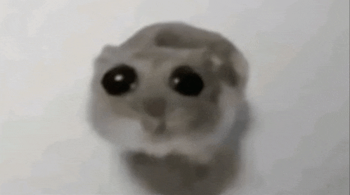 a close up of a hamster 's face with big black eyes