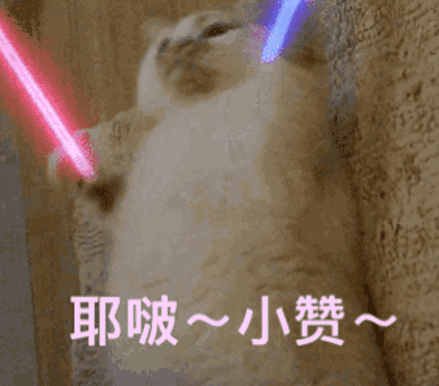 a cat is playing with a light saber and says " 耶 "