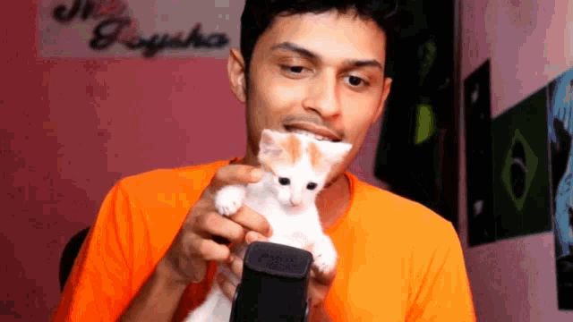 Migi Cute Cat GIF - Migi Cute Cat Kitten GIFs
