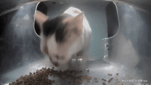a cat is eating food from a bowl with chinese characters on the bottom