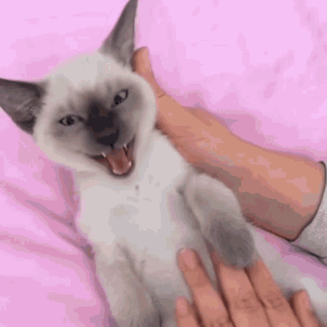 Cute Adorable GIF - Cute Adorable Adorable Cat GIFs