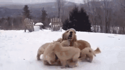 Pup Rock  GIF - Puppies Snow Dogs GIFs