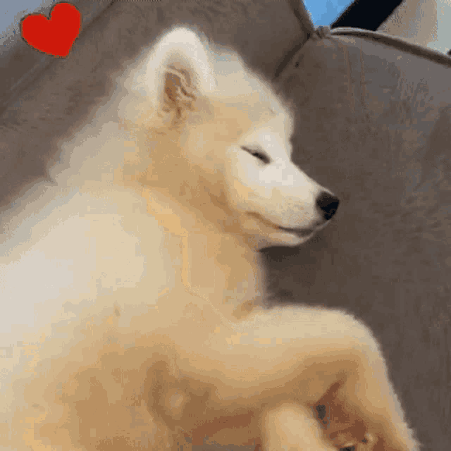 a white dog is sleeping on a couch next to a red heart