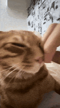 a close up of a cat licking another cat 's face .