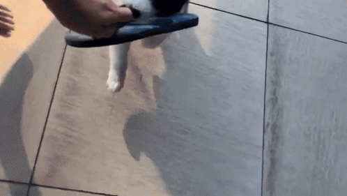 Collie Pup Puppy GIF - Collie Pup Puppy Dog GIFs