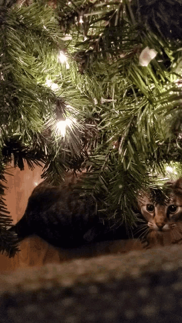 a cat is hiding under a christmas tree with lights