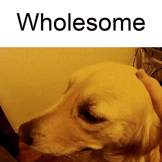 Wholesome Petting Dog GIF - Wholesome Petting Dog Puppy GIFs