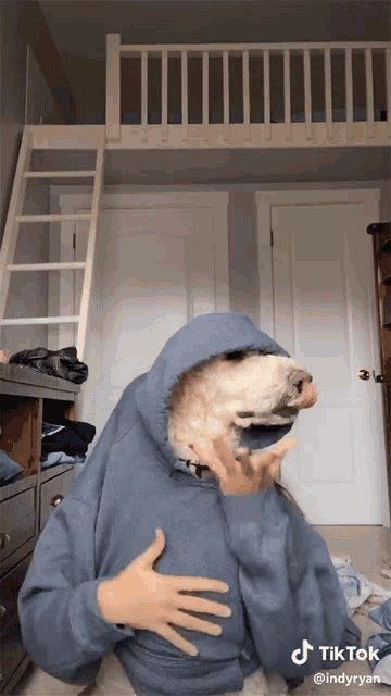 a dog wearing a hoodie is being held by a person