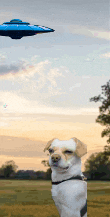 a dog standing in a field with a blue ufo flying overhead