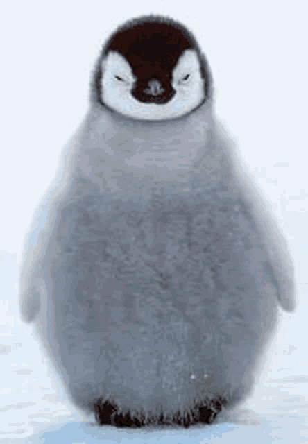 a baby penguin is standing on a snowy surface .