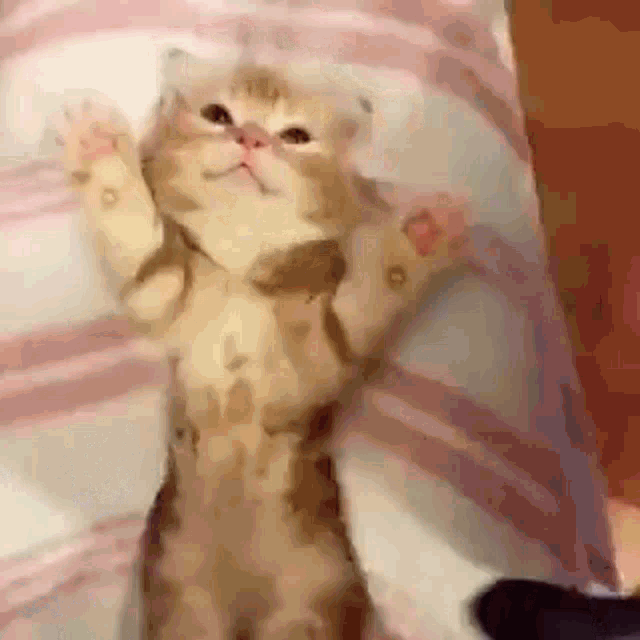 a kitten is standing on its hind legs and waving its paws in the air .