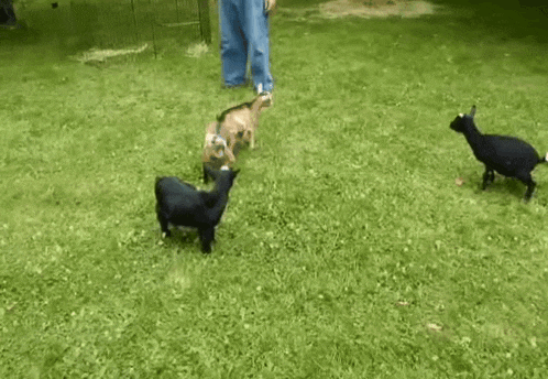 a group of goats are playing in the grass while a man stands behind them .