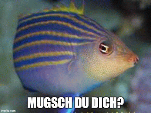 Muckfisch Muggfisch GIF - Muckfisch Muggfisch Fisch GIFs