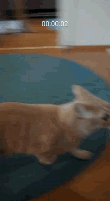 a blurred image of a cat laying on a blue rug with a timer displaying 00:00:02
