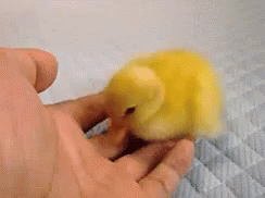 Yummm GIF - Duck Duckling Adorable GIFs